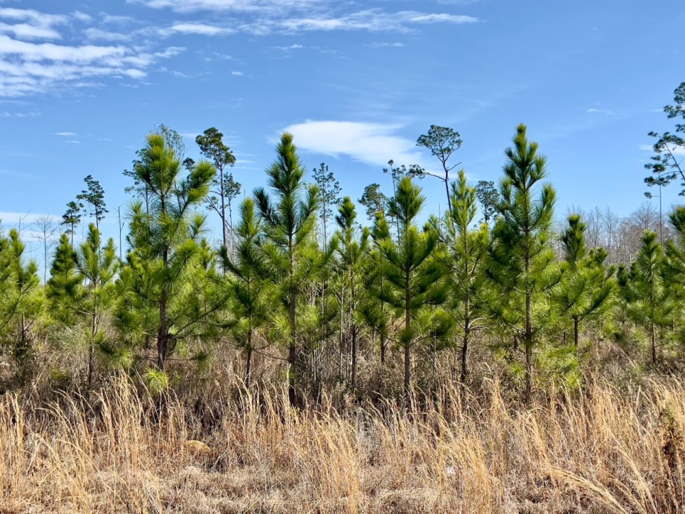 81 Ac Timber amp HBU Calhoun Co FL featured image
