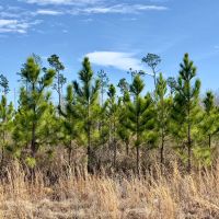 81 Ac Timber amp HBU Calhoun Co FL