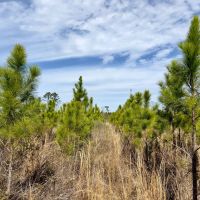 81 Ac Timber amp HBU Calhoun Co FL images 2