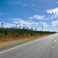 81 Ac Timber amp HBU Calhoun Co FL images 3