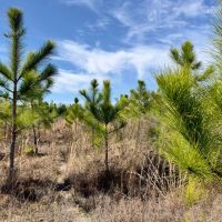 81 Ac Timber amp HBU Calhoun Co FL images 4