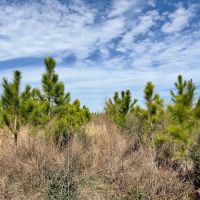 81 Ac Timber amp HBU Calhoun Co FL images 5