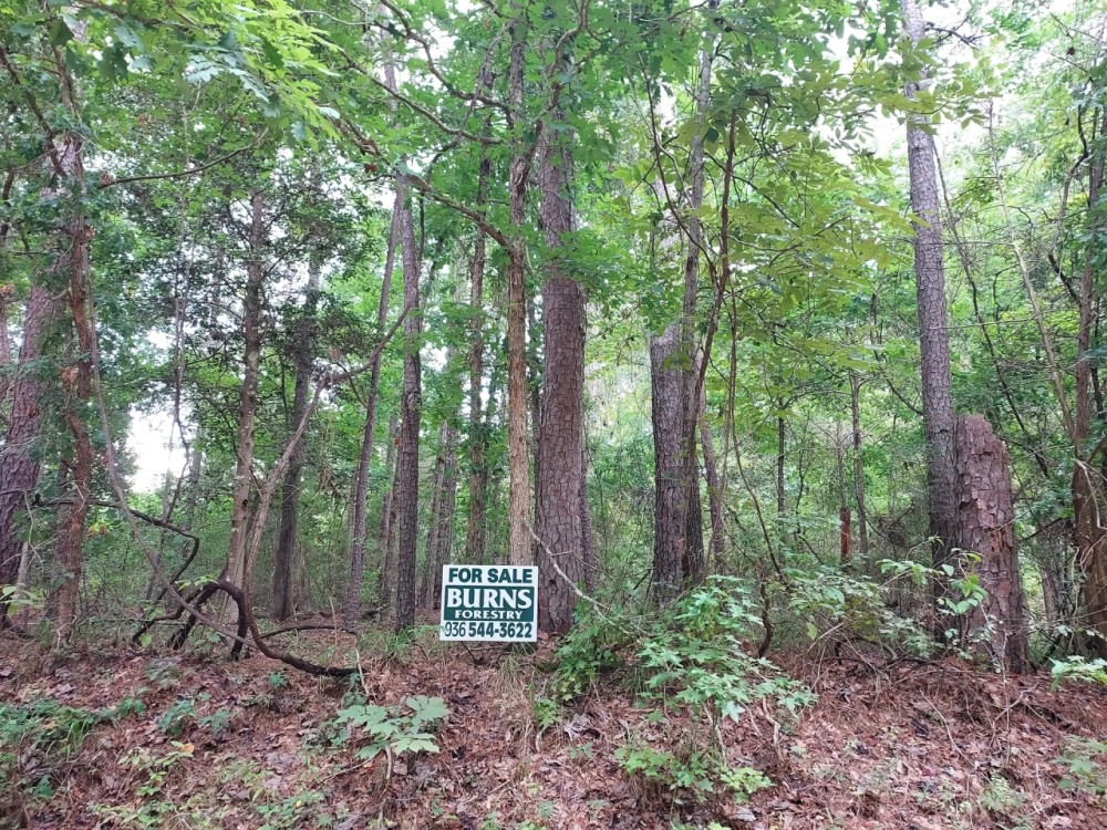 2 Acres Near Natl. Forest featured image