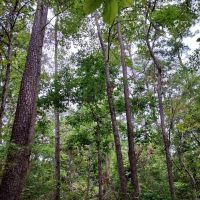 2 Acres Near Natl. Forest images 3