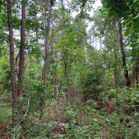 2 Acres Near Natl. Forest images 4