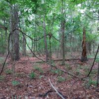 2 Acres Near Natl. Forest images 5