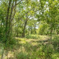 10.01 Acres in Milam County images 3