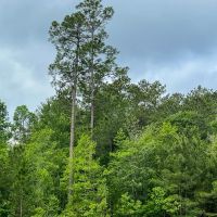 47 Acres Elise Gore Lane C-5 Silsbee Stake images 3