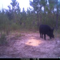 1400 Acre Hunting club in Dixie County