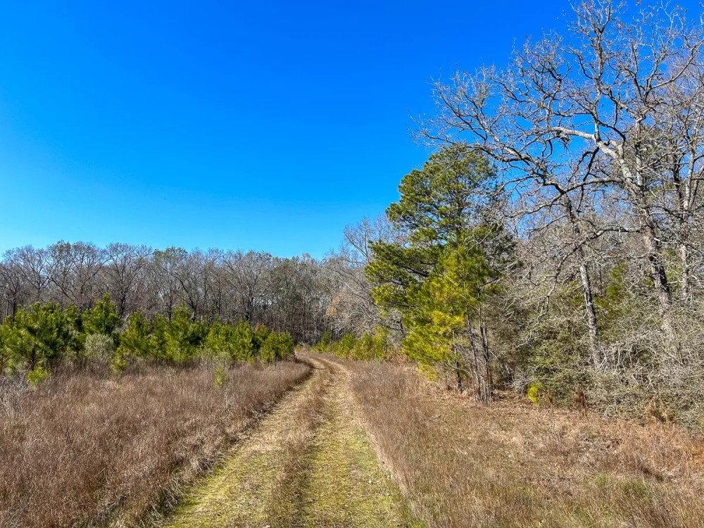 69 Acres Off JB Pride Road featured image