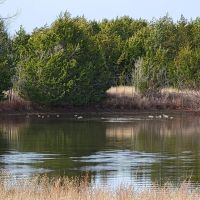 305 Stuckey Road Gordonville 58.739 Acres images 4