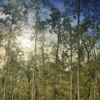 80 Acres Oleander Drive