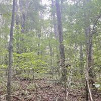 TRESTLE CREEK TRACT images 2
