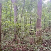 TRESTLE CREEK TRACT images 3