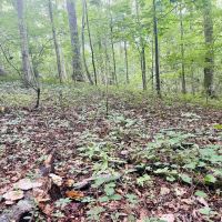 TRESTLE CREEK TRACT images 4