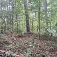TRESTLE CREEK TRACT images 5