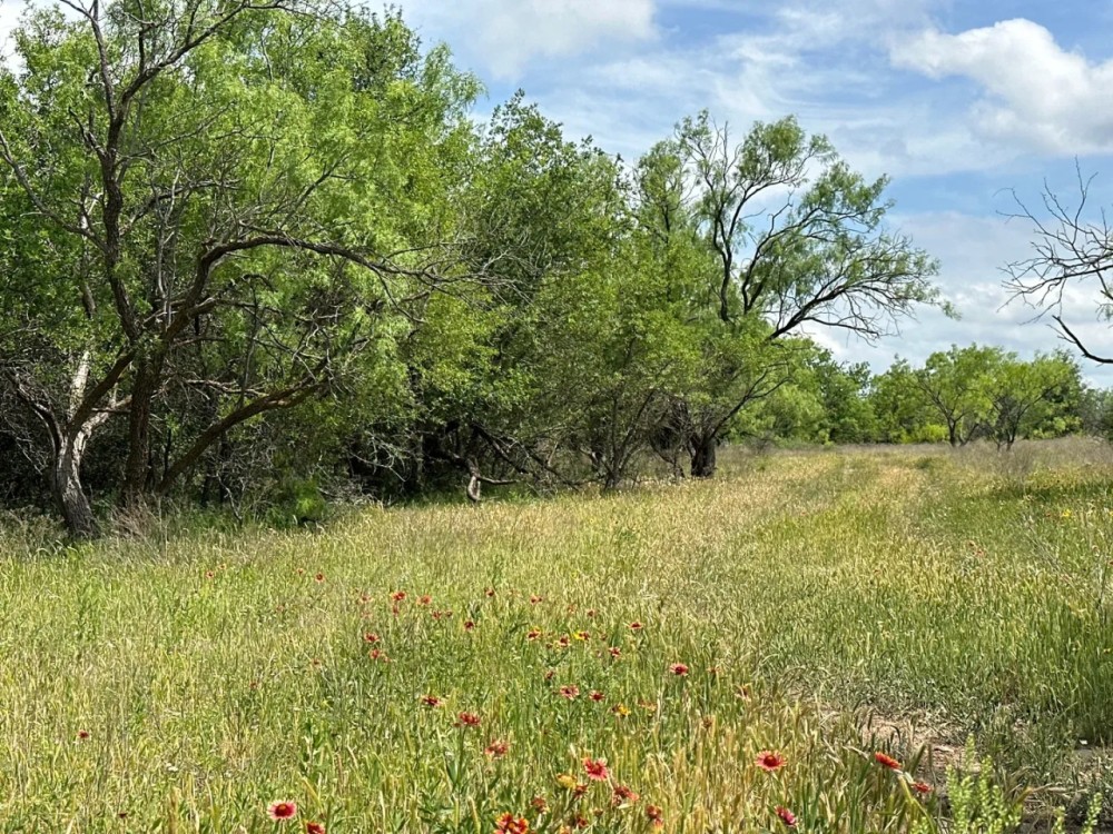 New Listing 13.1 Acres Tract 9 Callahan County featured image