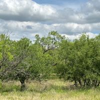 New Listing 13.1 Acres Tract 9 Callahan County images 4