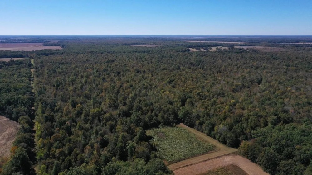 360 - Acres High Fence Land for Sale North Louisiana featured image