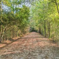 Turnkey Hunting Camp with 120 Acres for Sale Southeast LA images 2