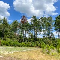 116 Acres FM 943 images 2