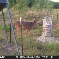 Trophy Buck and Meat Hunt- Texas Hill Country