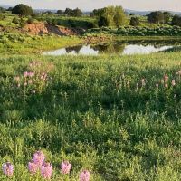 Tularosa Springs Farm Ranch - Aragon NM images 4