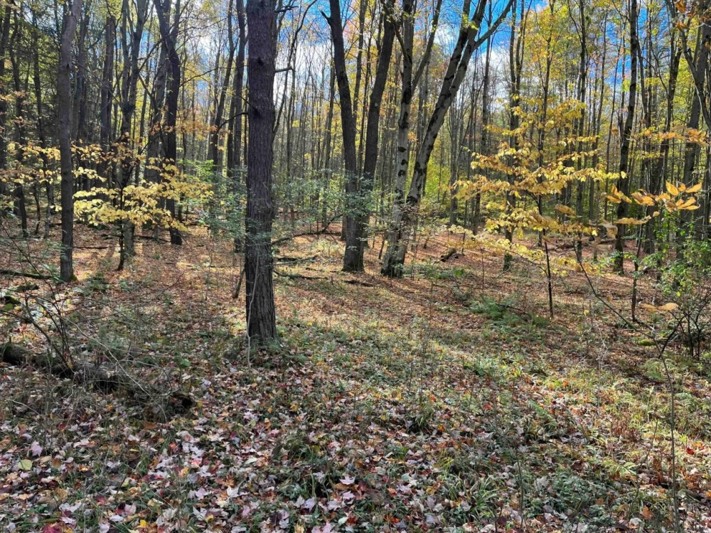183 acres Hunting Land and Recreational Land in Cuba NY Wolf Creek Road featured image