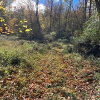 183 acres Hunting Land and Recreational Land in Cuba NY Wolf Creek Road images 5