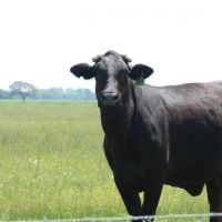 1090 Ac Wharton Co images 2