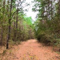 36 Acres T-12 Spurger Pines images 3