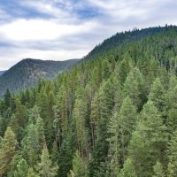 St Joe River Timberland - Price Reduced images 4