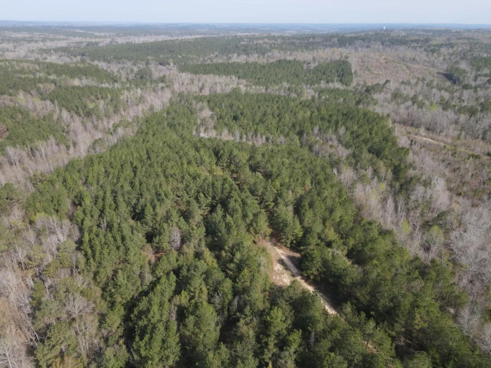 120 - acres in Wilcox County featured image