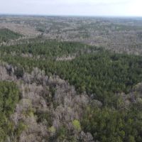 120 - acres in Wilcox County images 2