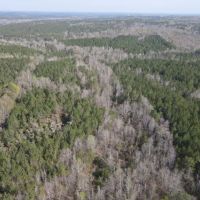 120 - acres in Wilcox County images 5
