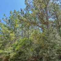 29 Acres T-9 Saron images 4