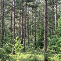 Banks County Georgia Large Acreage Tract images 2