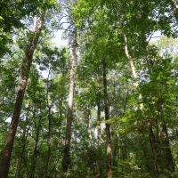 LA - Caldwell 57 acres - images 4