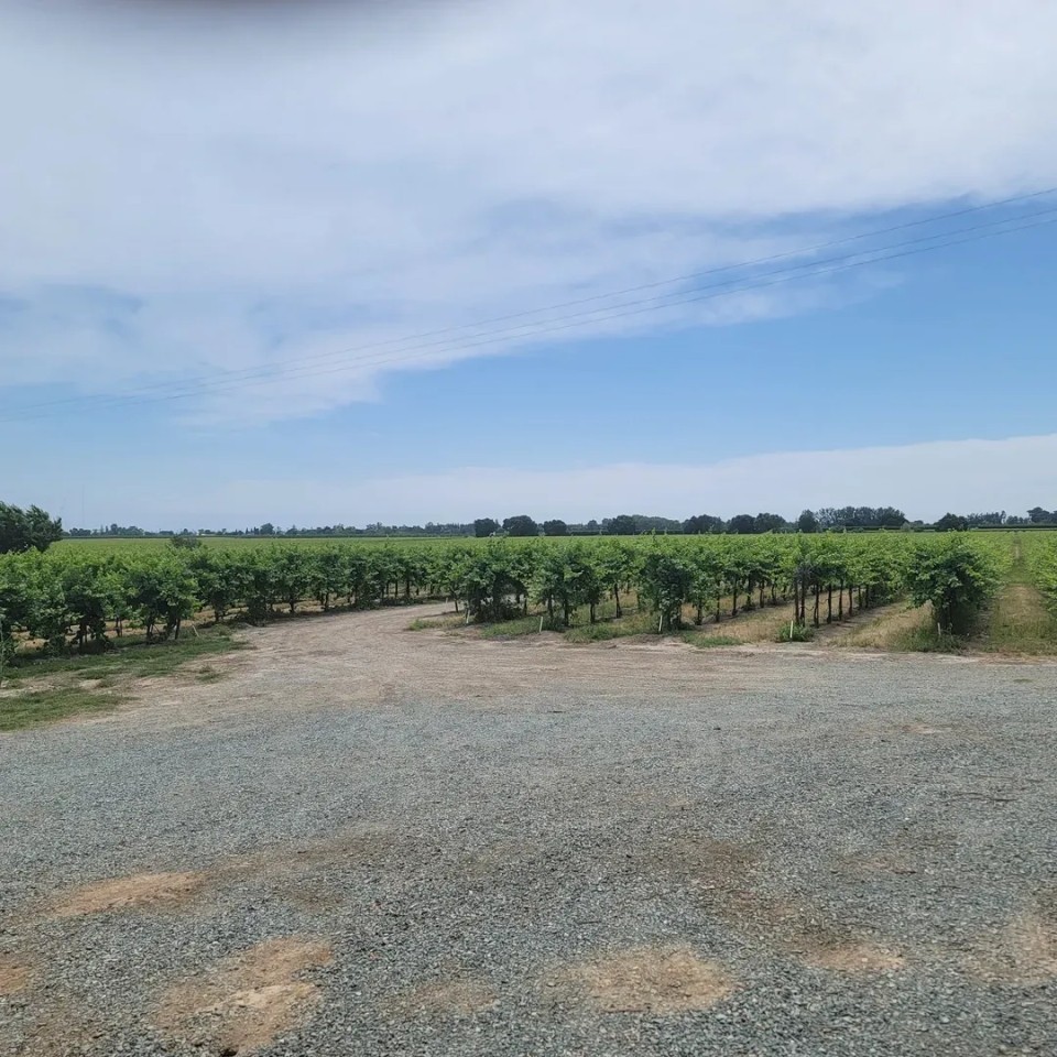 River Road Vineyards featured image