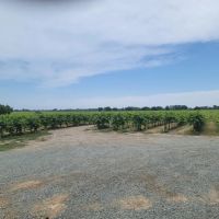 River Road Vineyards