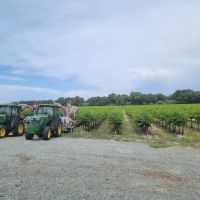 River Road Vineyards images 2