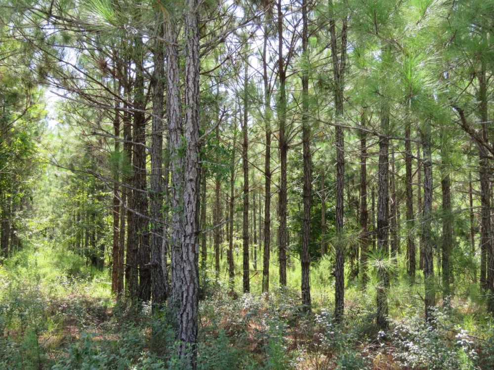 Gordon Chapel West Tract featured image