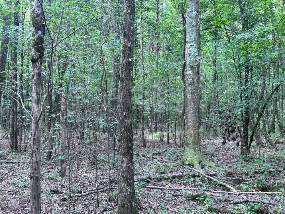 116 Acres of Hunting and Recreation featured image
