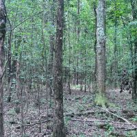 116 Acres of Hunting and Recreation