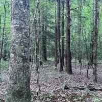 116 Acres of Hunting and Recreation images 2