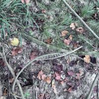 116 Acres of Hunting and Recreation images 3