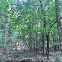 116 Acres of Hunting and Recreation images 4