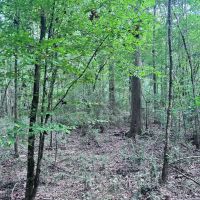 116 Acres of Hunting and Recreation images 5
