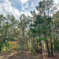 146 Acres CR 2115 Tract 1011 images 4