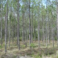 Waccasassa Flatwoods West Tract images 3